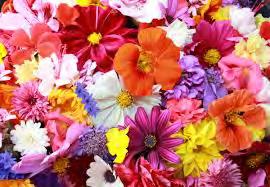 Zaterdag 12 mei: bloemenverkoop Hallo wij zijn van KSA Gent Sint- Paulus en we verkopen bloemetjes. 1 bloemetje kost 3 Jullie kennen het wel al.