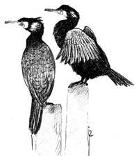 36 A&W-rapport 2268 Broedvogels van de Alde Feanen en omgeving in 2016 2003 en 2004, in die jaren is de kolonie met ruim een kwart afgenomen van 850 naar 626 broedpaar.