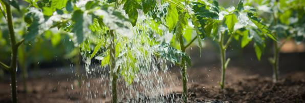 Emissieloos Telen 217 Update 31/7/217 nummer 3 De overheid en de sector hebben afspraken gemaakt over het verminderen van de lozingen van drainwater, met als eindpunt een (nagenoeg) emissieloze