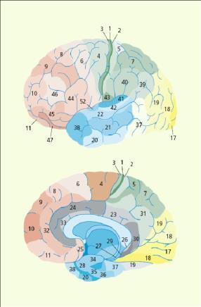 DE ORGANISATIE VAN HET BREIN De hersenkaart van Brodman: Brodman onderscheidde gebieden door middel van een microstructuur en koppelde ze aan