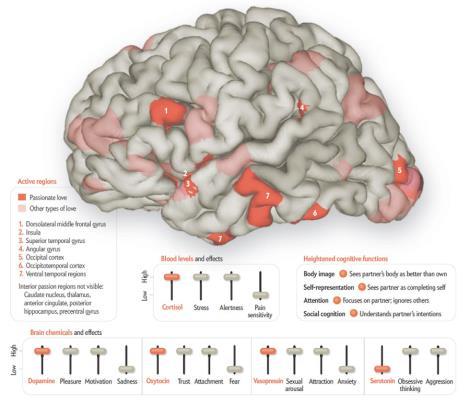 KRITIEK OP NEUROIMAGING Een vis werd in de scanner gezet en moest een taak uitvoeren (moest emotionele gezichten herkennen van mensen).