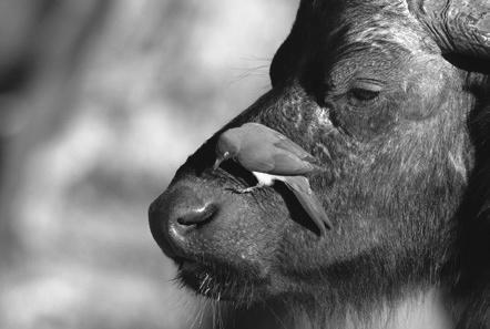1. Samenleven Afb. 1 Ossenpikker op de kop van een buffel. In de basisstoffen heb je geleerd dat de verschillende populaties in een ecosysteem op veel manieren met elkaar te maken hebben.