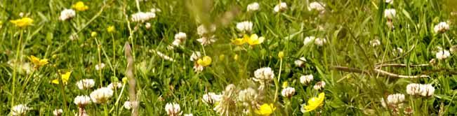 Agrarisch natuurbeheer Agrarisch natuurbeheer betekent dat ondernemers natuur op eigen landbouwgronden onderhouden.