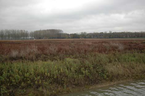 Actualiserend onderzoek Flora- en faunawet Krekenbuurt te Elst. Concept rapport november 2009 1.