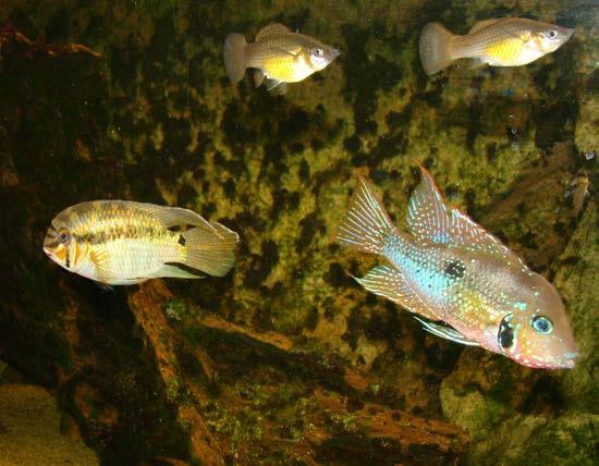 Blijkbaar hadden we het verschil met zijn alleen niet in de winkel gezien. Eén van de twee verstekelingen, een Cihlasoma-achtige kon ik vrij snel uitvangen en terug brengen naar Aqua-beek.