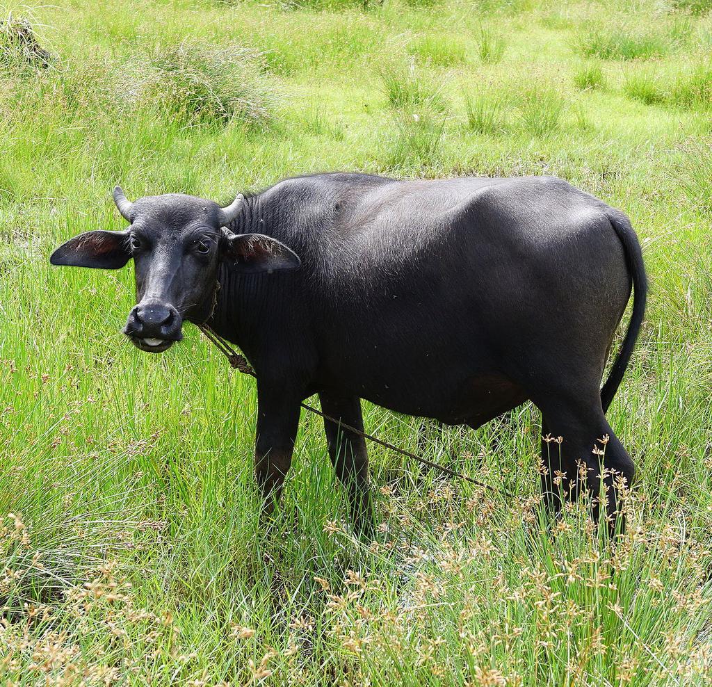 Huisdierwijzer waterbuffel
