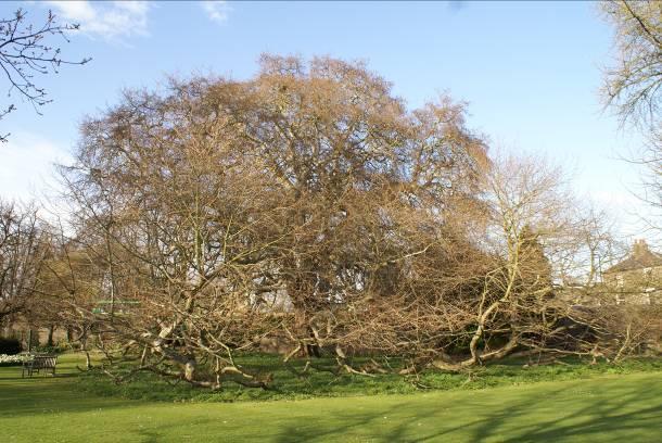 Gluren bij de buren: De mentorboom Omdat er in Nederland nog maar weinig echt oude bomen staan, is het moeilijk om je voor te stellen hoe een wereldboom bij het juiste beheer zal ontwikken en welke