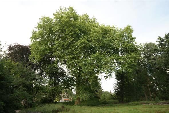 Wereldboom-ecotoop Een ecotoop of landschapselement is het kleinste, ecologisch nog onderscheidbare gebied in een ecologisch classificatiesysteem van landschappen.