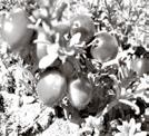 Cranberryfarm ligt bi j De Hoeve, een dörp op acht km ofstaand van Wolvege In de Stellingwarven, et zuudoosten van Frieslaand,