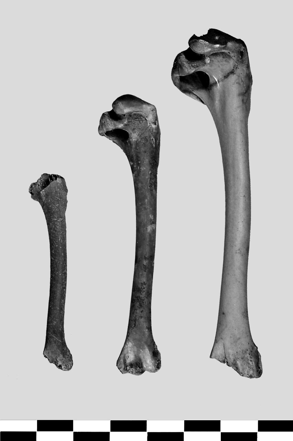 Afb. 15 V.l.n.r. humerus winter taling, slobeend en wilde eend. (Anas crecca) is aangetoond met in totaal 40 botten.