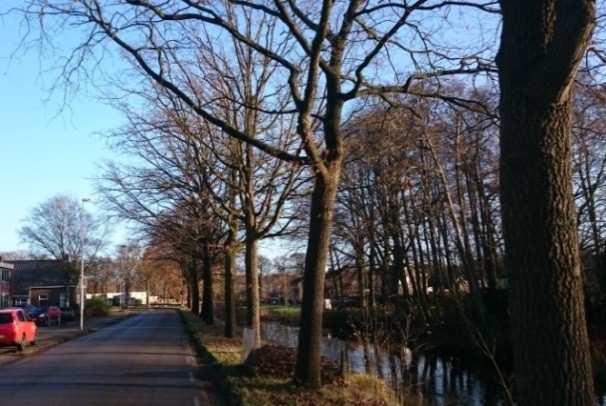 4.2 Bomen De gemeente heeft 46.000 (solitaire) bomen. Als eigenaar van deze bomen heeft de gemeente een wettelijke zorgplicht en moet zij ervoor zorgen dat deze bomen veilig zijn.