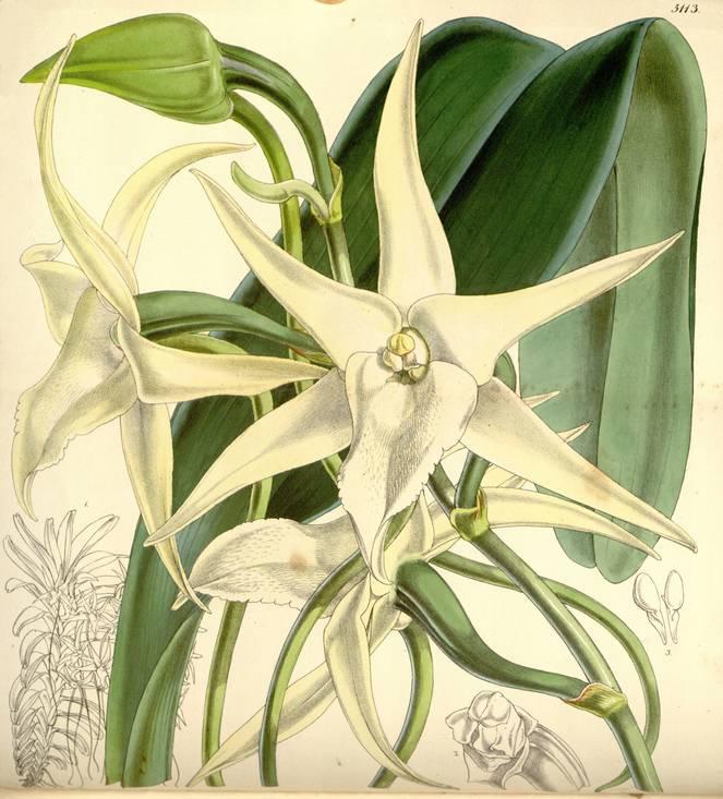 Angraecum sesquipidale (Ster van