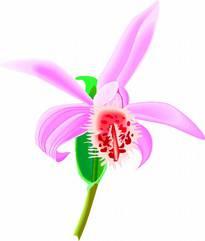 Hierin wordt de orchideeënhobby en de vereniging in vogelvlucht doorgenomen.