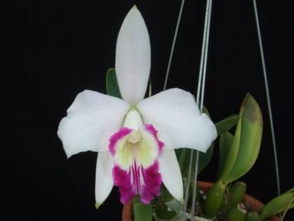 semi-alba (Laeliocattleya Neoreginae). Laeliocattleya Neoreginae is een bijzondere kruising van twee goede, maar ook zeer verschillende, ouderplanten.