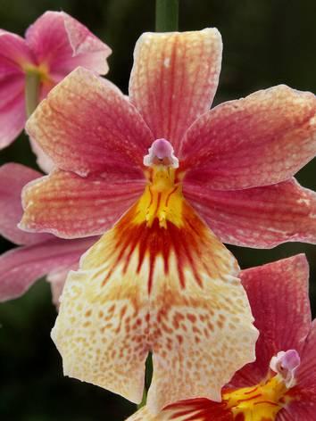 'NELLY ISLER' Er zijn ongeveer 30.000 botanische orchideeën. Dat zijn er veel, maar nog is het niet voldoende.