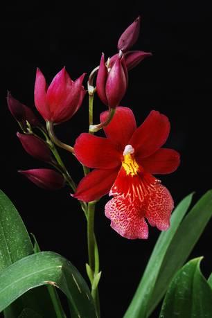 Miltoniopsis phalaenopsis en een onbekende. Dan heb je dus zo maar iets onbekends in de kruising.