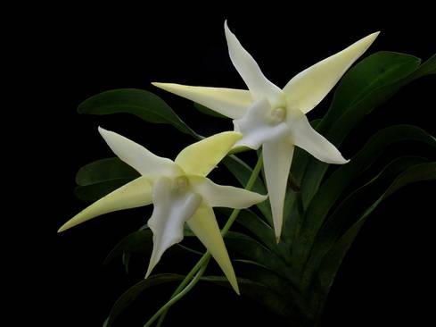 DE STER VAN BETHLEHEM Er zijn niet veel orchideeën die een Nederlandse naam hebben. Een aantal inheemse en Europese soorten natuurlijk wel, maar onder de tropische soorten is het toch behelpen.