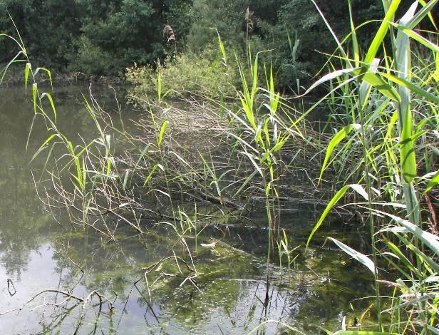 Ten behoeve van de witvisvissers kan dit in de nabijheid van visstekken, maar er dient wel voldoende afstand tussen visstek en onderwaterstructuur te blijven om te voorkomen dat gehaakte grotere