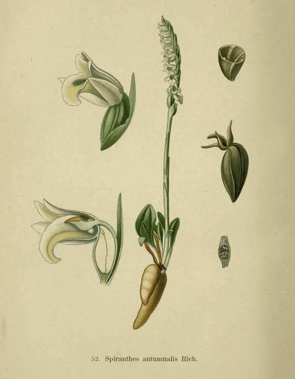 Herfstschroeforchis - Spiranthes spiralis