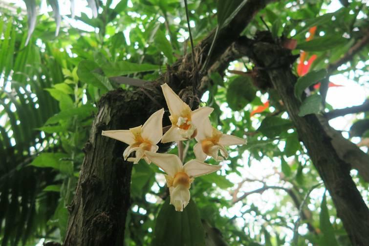 ONDERGRONDSE BLOEMEN? Wanneer je voor het eerste een Stanhopea in bloei ziet zou je kunnen denken dat de bloem uit de wortels komt.