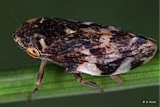 (foto s: Gernot Kunz) Verspreidingsmechanismen en snelheid Xf wordt op natuurlijke wijze verspreid door cicadensoorten die zich voeden met sappen uit de houtvaten (EFSA, 2013).