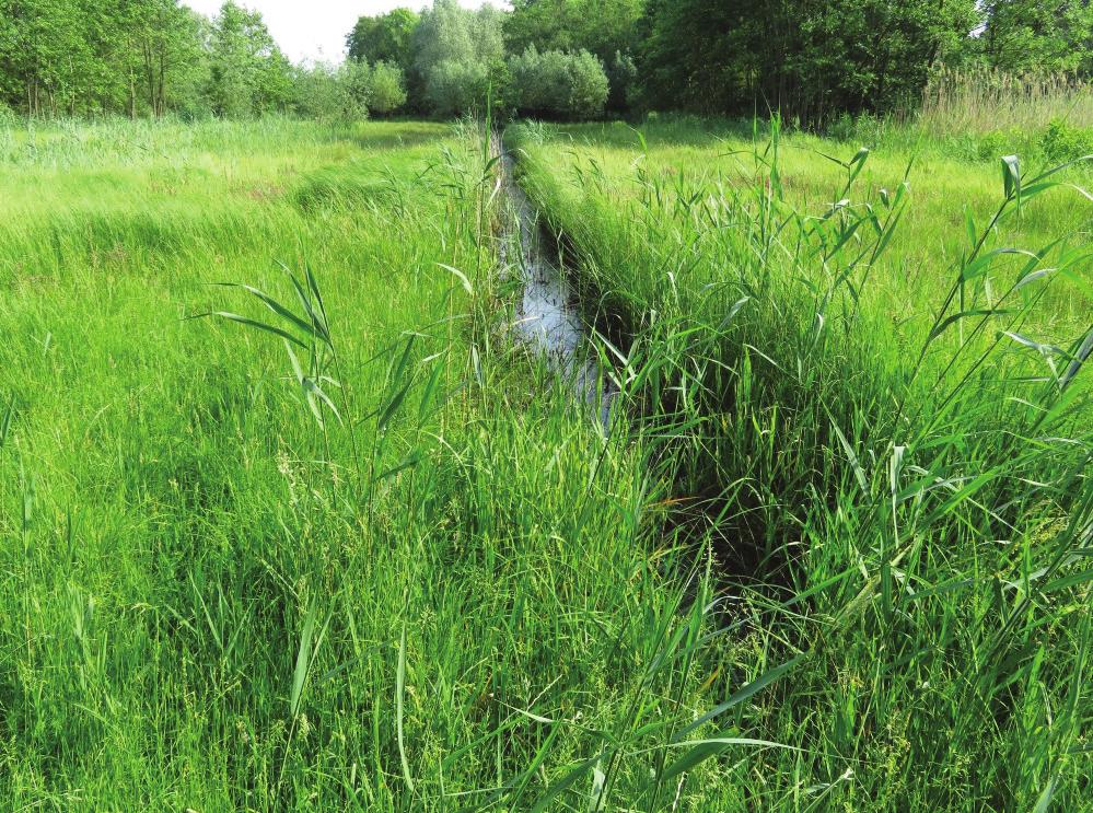 Indien u het inrichtingsplan wilt zien, kunt u contact opnemen met de provincie Gelderland via lingediefdijk@gelderland.nl. Wie gaat het inrichtingsplan straks uitvoeren?