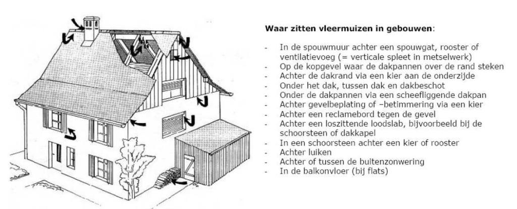 3 Ecologie van vleermuizen Elke vleermuissoort heeft een eigen specifiek scala aan eisen waaraan een leefgebied moet voldoen, om zich succesvol te kunnen handhaven.