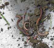 Met een gemiddeld wormengewicht van 0,25 g per worm in jong grasland zou dat betekenen dat er minimaal 16 wormen in een kluit van 20x20x20 cm zouden moeten zitten.