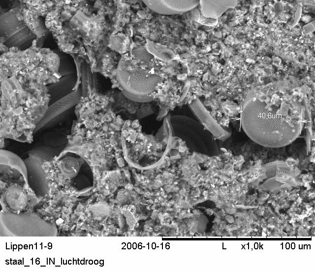 AUTHIGEEN SEDIMENT diatomeeën