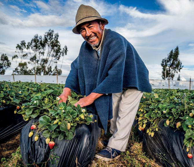 Aardbeienteler Manuel Mungobusi is klant van Ambato, een spaar- en kredietcoöperatie in Ecuador.