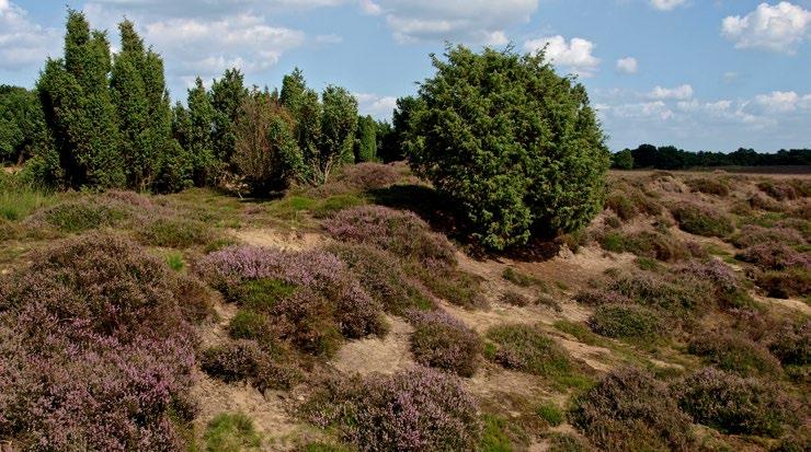 Heidelandschap in het Mantingerzand Bij nadere beschouwing blijkt dat het Natura 2000-gebied bestaat uit verschillende oude natuurterreinen die zijn samengevoegd door de tussenliggende gebieden als