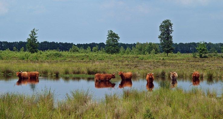 Grazers in het Hullenzand wordt aangegeven hoe beschermen, beleven en benutten in het gebied samengaan.