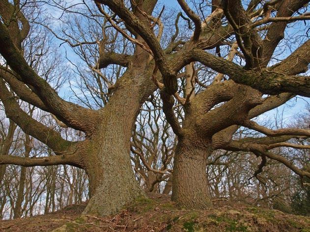 In de boomlaag van Oude eikenbossen domineren zomereik (Quercus robur) en ruwe berk (Betula pendula).