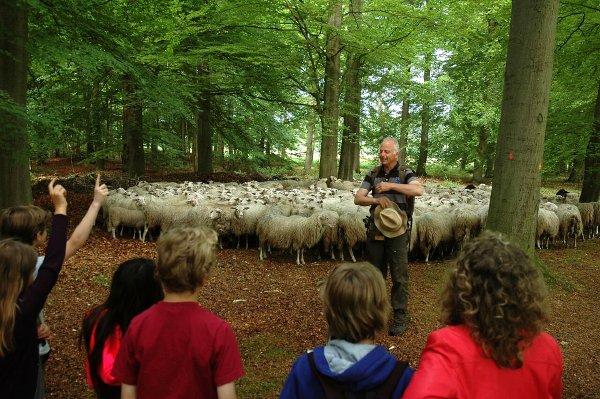 Schapenfeest op Zuylestein. De schapen komen weer naar Landgoed Zuylestein en wel op zondag 3 december. De Grebbekudde komen en van 11.00 tot 16.00 uur is er een leuk programma: 1.