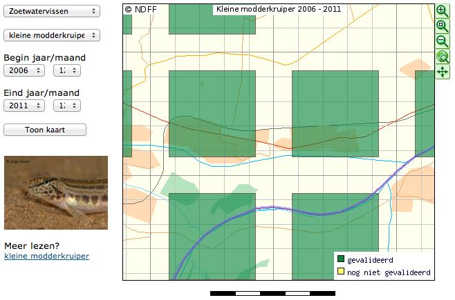 Afbeelding 12 Verspreiding Kleine Modderkruiper. Kaartbron: Visatlas Zuid- Holland 3.2.9 Kevers Tijdens het veldbezoek zijn geen onder de Flora- en faunawet beschermde kevers aangetroffen en deze worden tevens niet verwacht vanwege het ontbreken van geschikt habitat.