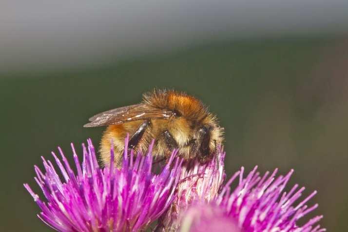 Figuur 1. Koningin van Bombus humilis. Foto John Smit.