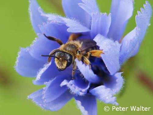 resolutie werd opgesteld door wilde bijen specialisten en roept het Ministerie van Milieu en het Ministerie Figuur 3. Andrena spec., Peter Walter (tweede prijs).