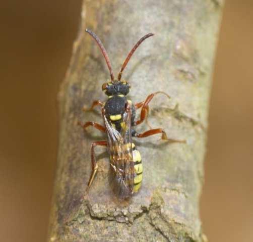 Kort verslag Andrena ferox John Smit Afgelopen seizoen is de voormalige nestlocatie van Andrena ferox bij Berg en Dal bezocht om te zien of deze soort nog aanwezig is en om eventuele
