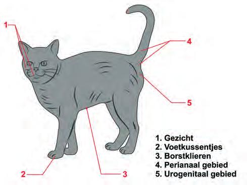 Feromonen Ook kun je gebruik maken van feromonen om de emoties van de kat te beïnvloeden.