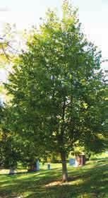 Quercus palustris Liquidambar