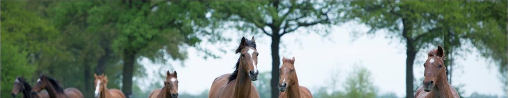 laten genieten van een welverdiende oude dag: dat is waar Stichting De Paardenkamp zich al sinds 1962 voor inzet.