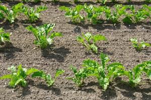 Het kopmes van de bietenrooier heeft tijd en daardoor ruimte tussen twee opeenvolgende planten nodig om zich goed af te stellen. Bij gemiddelde rooisnelheden is dit een fractie van een seconde.