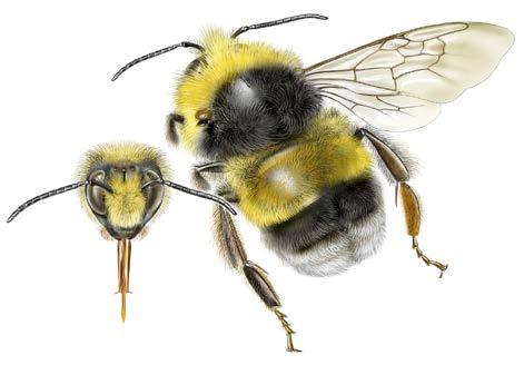 Soortbesprekingen witkonten Mannetje Veldhommel Bombus lucorum Herkenning De veldhommel behoort, samen met de aardhommel, grote veldhommel en wilgenhommel, tot het aardhommel-complex.