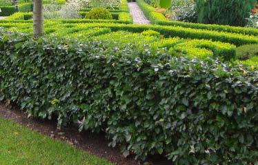 nieuwe boom (A) met haag(b) en vaste planten (zie de pagina 14) als