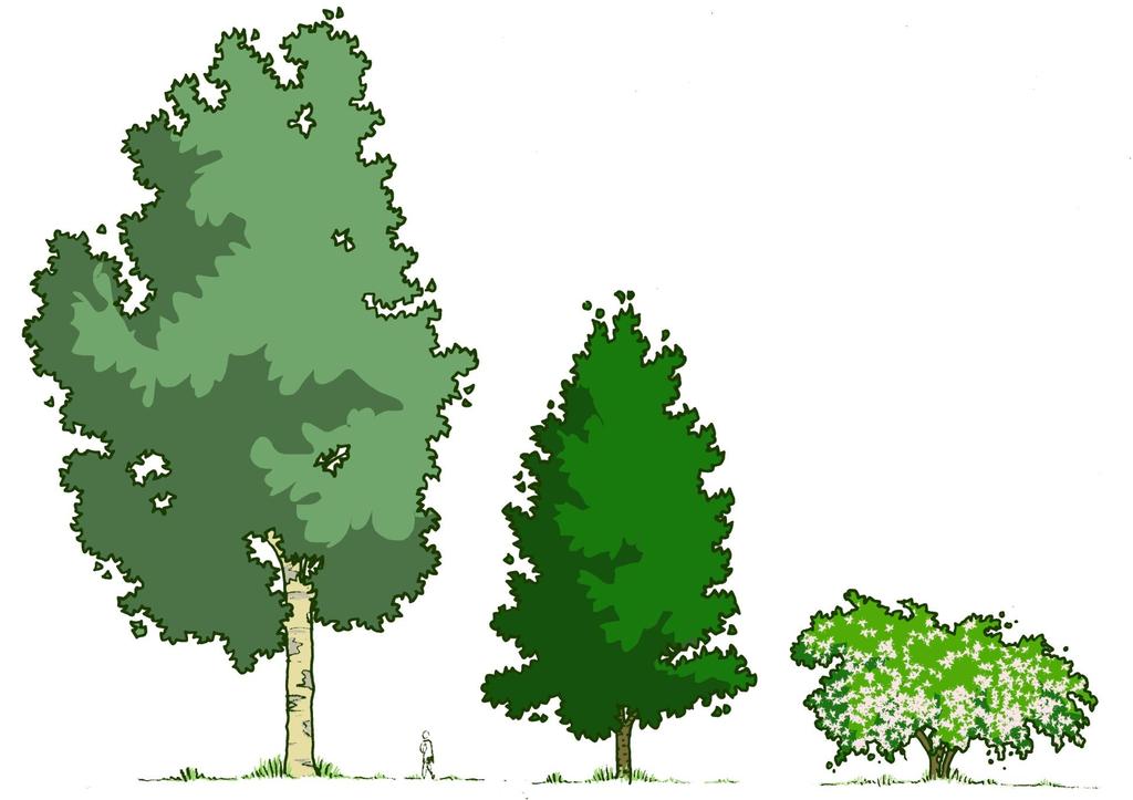 5. Groen - Bomen 1 e grootte: 15m > Populus canadensis 2 e