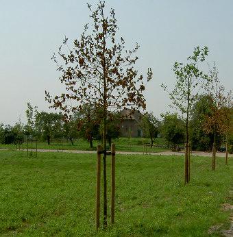 5. Groen - Bomen