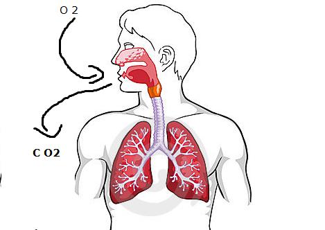 4. De Buteyko methode De Buteyko methode is ontwikkeld door Konstantin Buteyko (1923-2003), een Russische arts. In eerste instantie als remedie tegen astma en hoge bloeddruk.