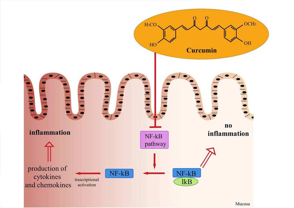 Curcuma (geelwortel) 4000 jr medicinaal gebruikt Anti-inflammatoir Werkt via