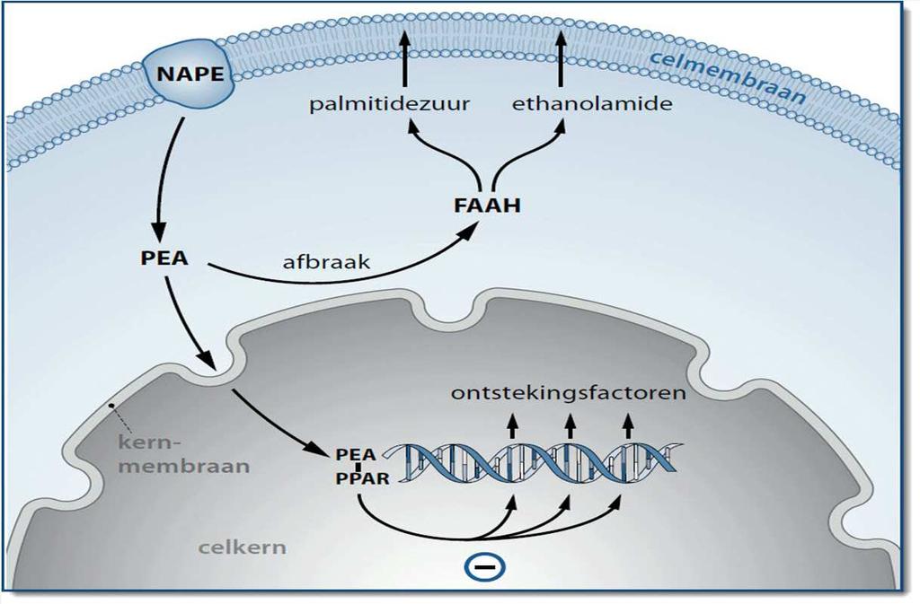Palmitoylethanolamine (PEA) werkingsmechanisme FAAH: Fatty acid amide hydrolase* PPAR: Peroxisome