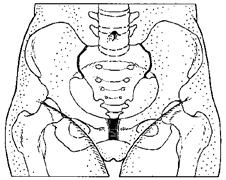 voorzijde bekken achterzijde bekken De verbindingen tussen de verschillende onderdelen van de bekkenbeenderen in de symfyse en in het SI-gewricht bestaan uit kraakbeen.